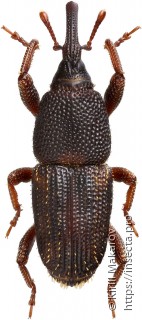 Sitophilus zeamais