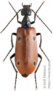 Stenodera