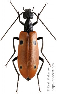 Stenodera