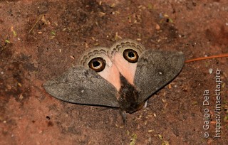 Leucanella aspera