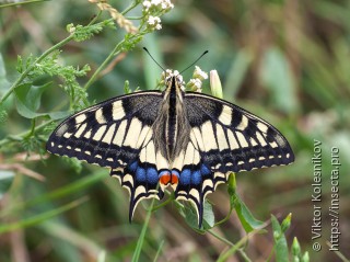 Papilio machaon