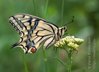 Papilio machaon