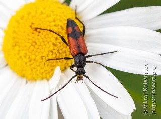 Stenurella bifasciata