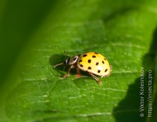 Psyllobora vigintiduopunctata