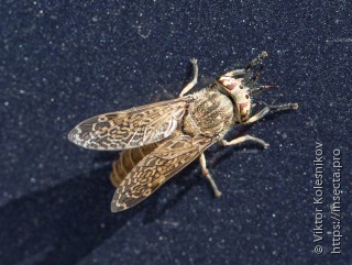 Haematopota pluvialis