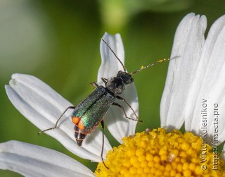 Malachius bipustulatus