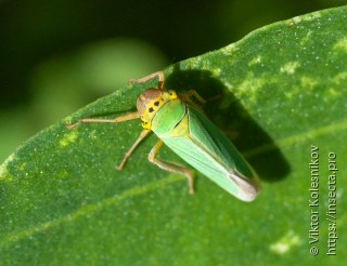 Cicadella viridis