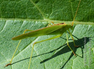 Phaneroptera falcata