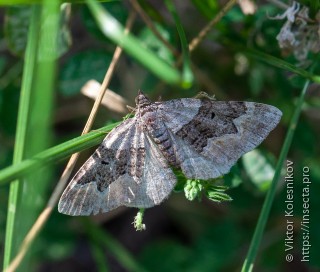 Xanthorhoe quadrifasiata