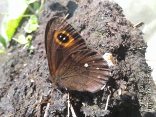 Erebia edda