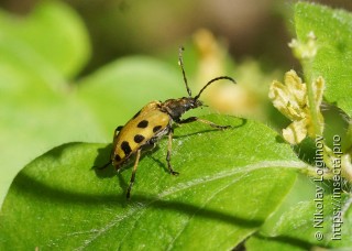 Brachyta sachalinensis