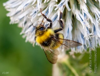 Bombus lucorum