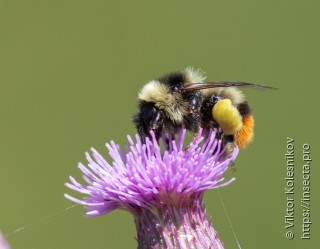 Bombus cullumanus