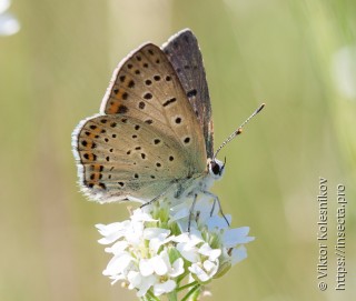 Lycaena tityrus