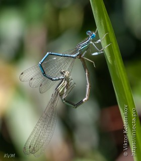 Platycnemis pennipes