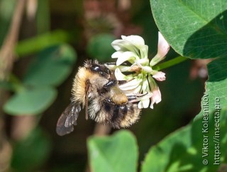 Bombus pascuorum