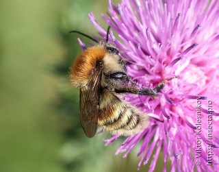 Bombus humilis