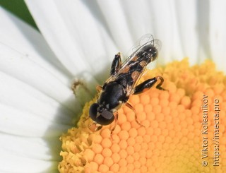 Syritta pipiens