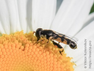 Syritta pipiens