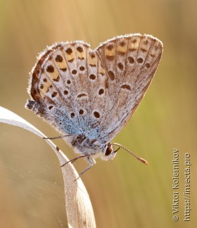 Plebejus argus