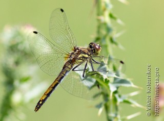 Sympetrum danae