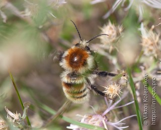 Bombus humilis