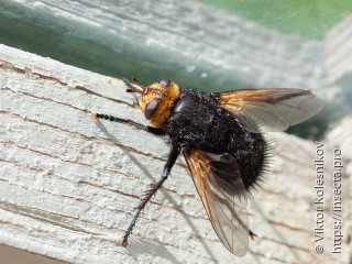 Tachina grossa