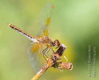 Sympetrum flaveolum