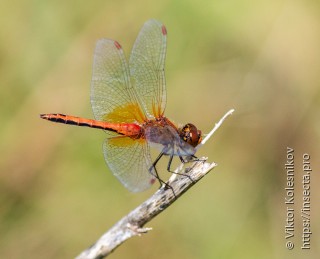 Sympetrum flaveolum