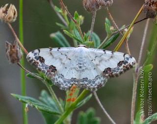 Scopula decorata