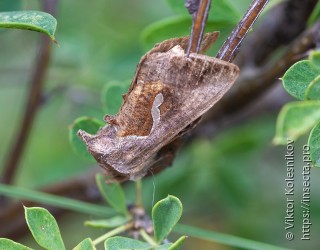 Macdunnoughia confusa