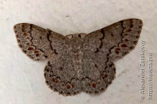 Geometridae