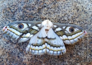 Saturniidae