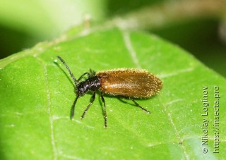 Lagria rufipennis