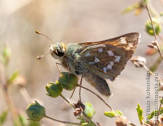 Hesperia comma