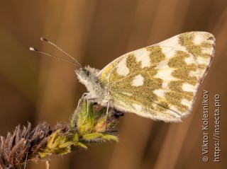 Pontia daplidice