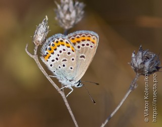 Plebejus argus