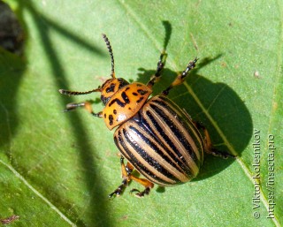 Leptinotarsa decemlineata