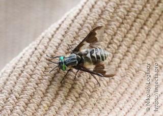 Chrysops divaricatus