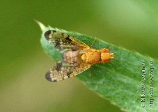 Xyphosia miliaria