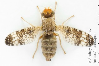 Oxyna parietina