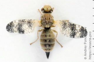 Oxyna parietina