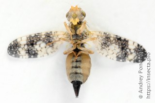 Oxyna parietina