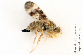 Oxyna parietina