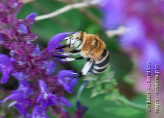 Amegilla quadrifasciata