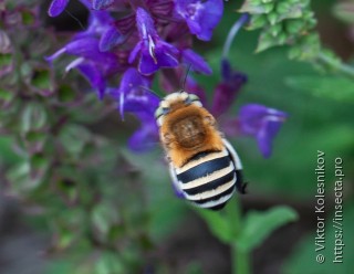 Amegilla quadrifasciata