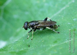 Cheilosia nuda