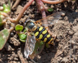 Eupeodes corollae