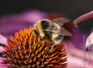 Bombus lucorum