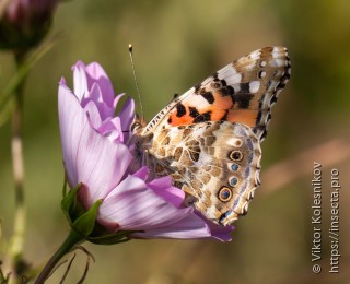 Vanessa cardui